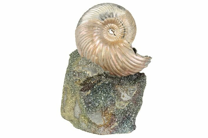 Iridescent, Pyritized Ammonite (Quenstedticeras) Fossil Display #193222